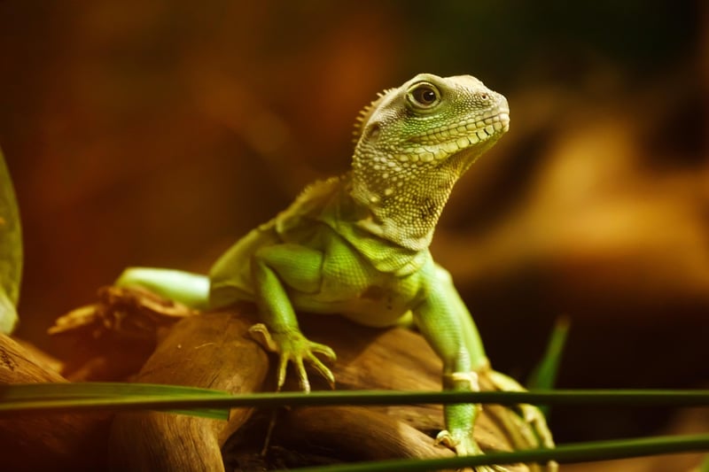 Majestic dragon in flight